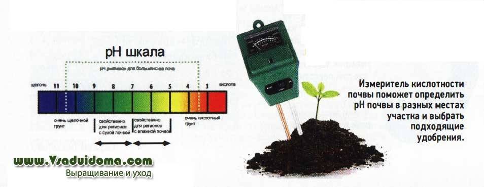 Грунт для цитрусовых: критерии качества, состав и необходимая кислотность почвы