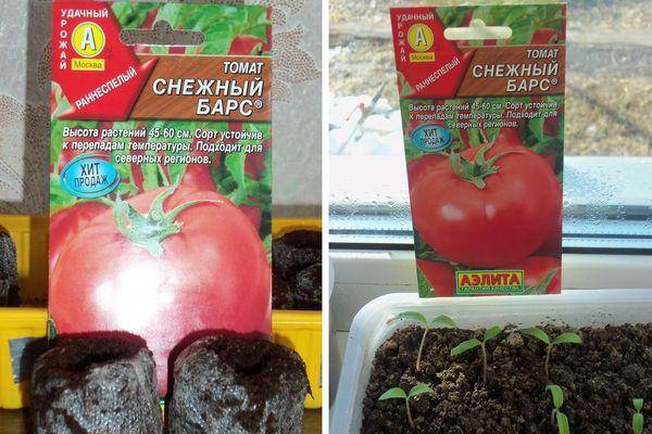 Томат "снежный барс" : описание сорта помидор и их фото, преимущества и недостатки, а также особенности выращивания