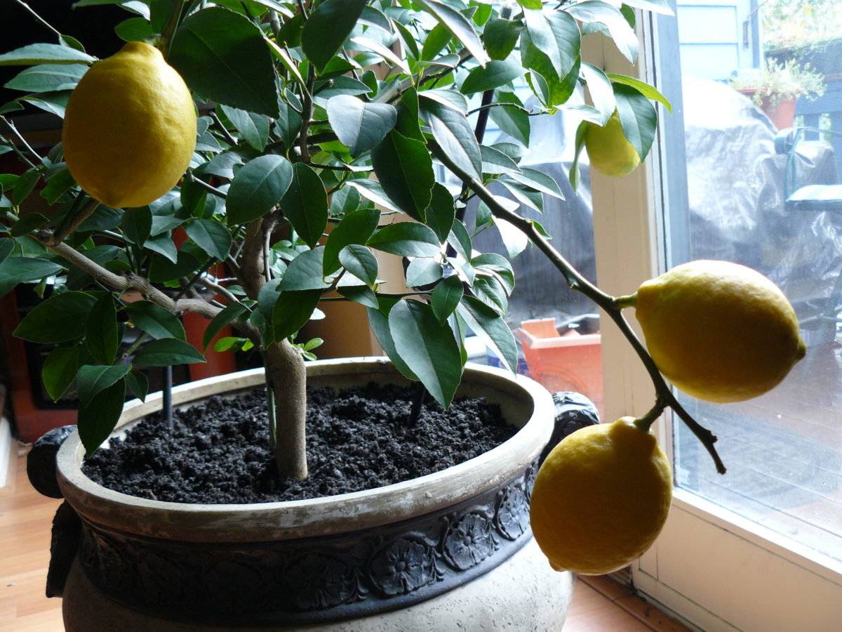 Почему не плодоносит лимон дома: что делать, как заставить