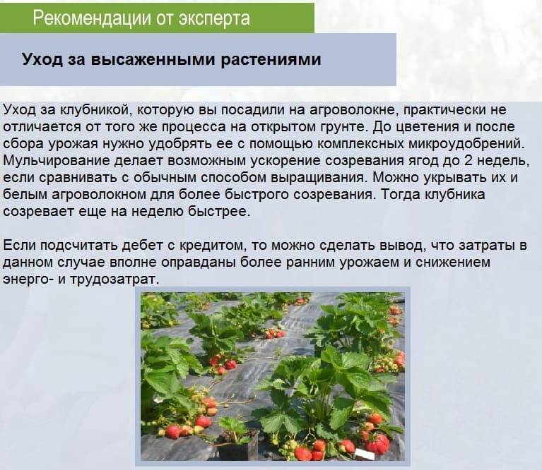 Семь секретов хорошего урожая клубники - дачные советы.ру