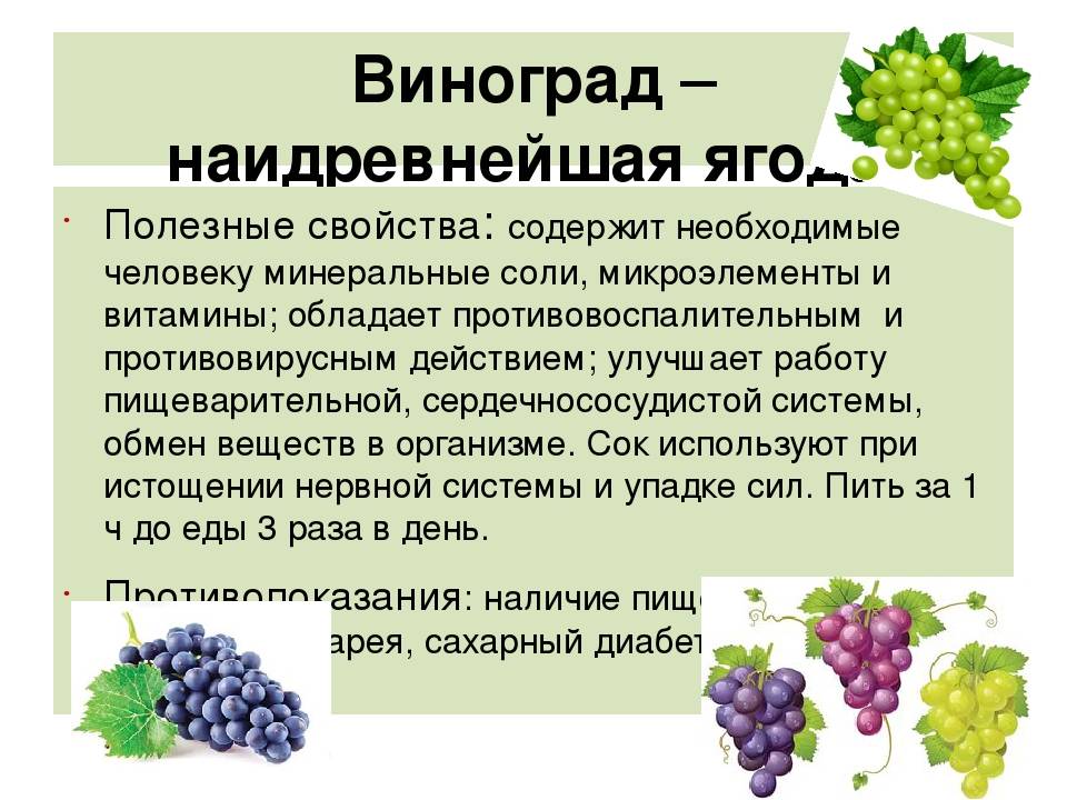 Виноград: польза и вред для организма :: syl.ru