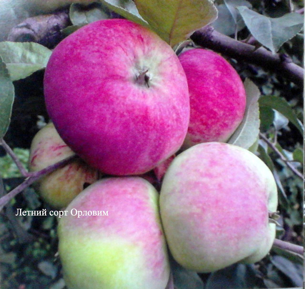 Особенности посадки яблони малиновка и ухода за ней