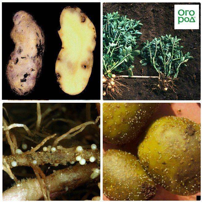 Нематода картофеля как бороться: виды, описание, лечение болезни, профилактика, фото – сад и огород своими руками