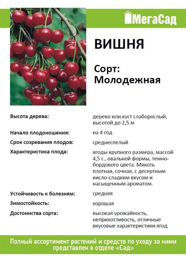 Лучшие сорта вишни для средней полосы россии