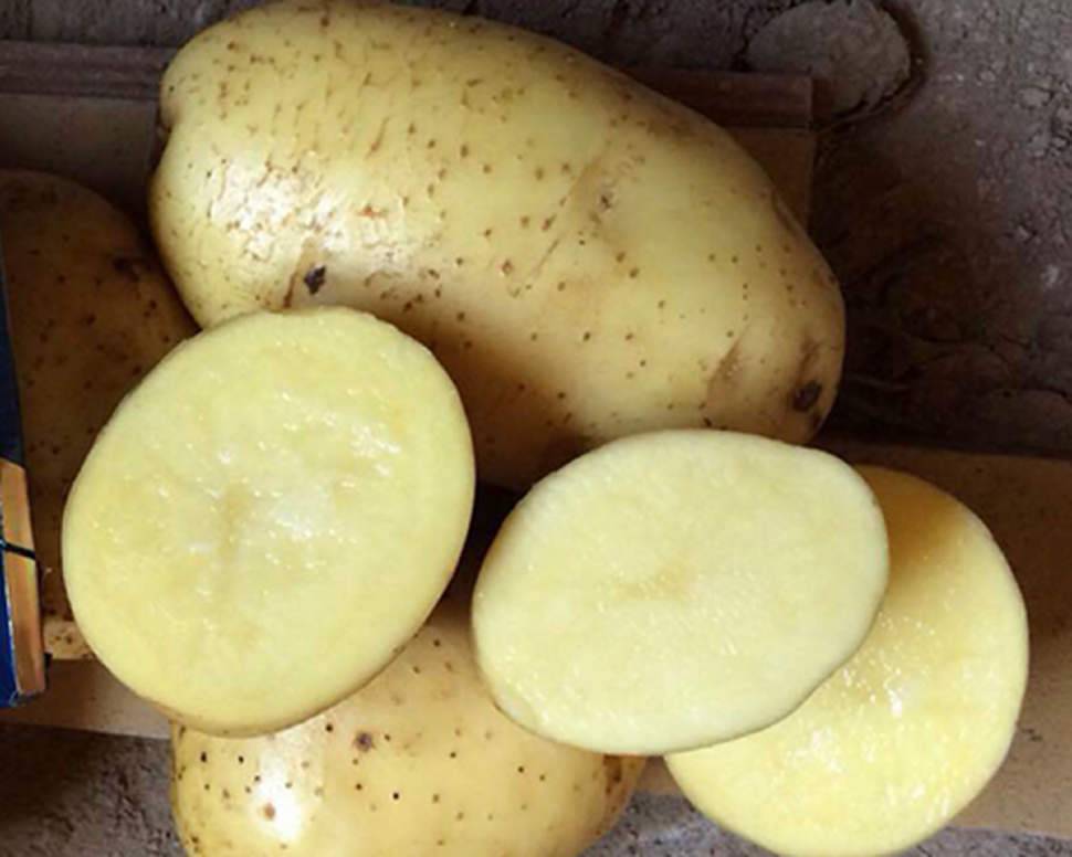Бриз — неприхотливый картофель из белоруссии. описание растения и клубней
