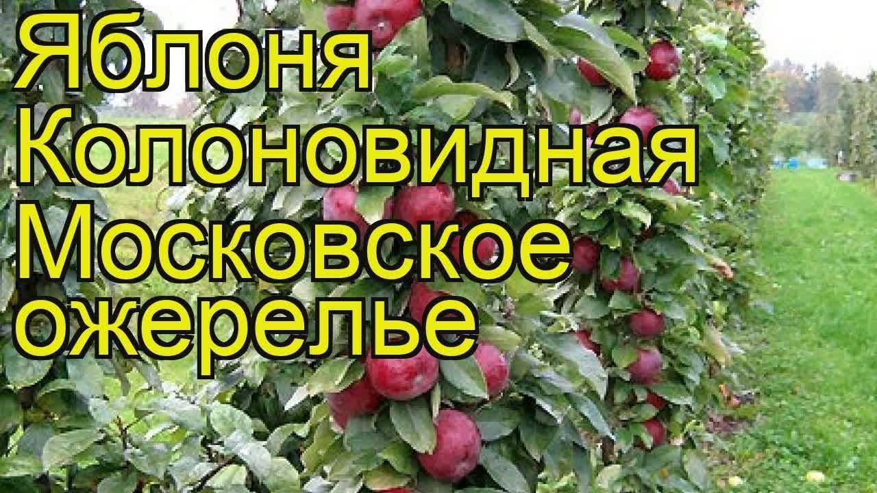 Колоновидная яблоня московское ожерелье: описание сорта, фото, отзывы