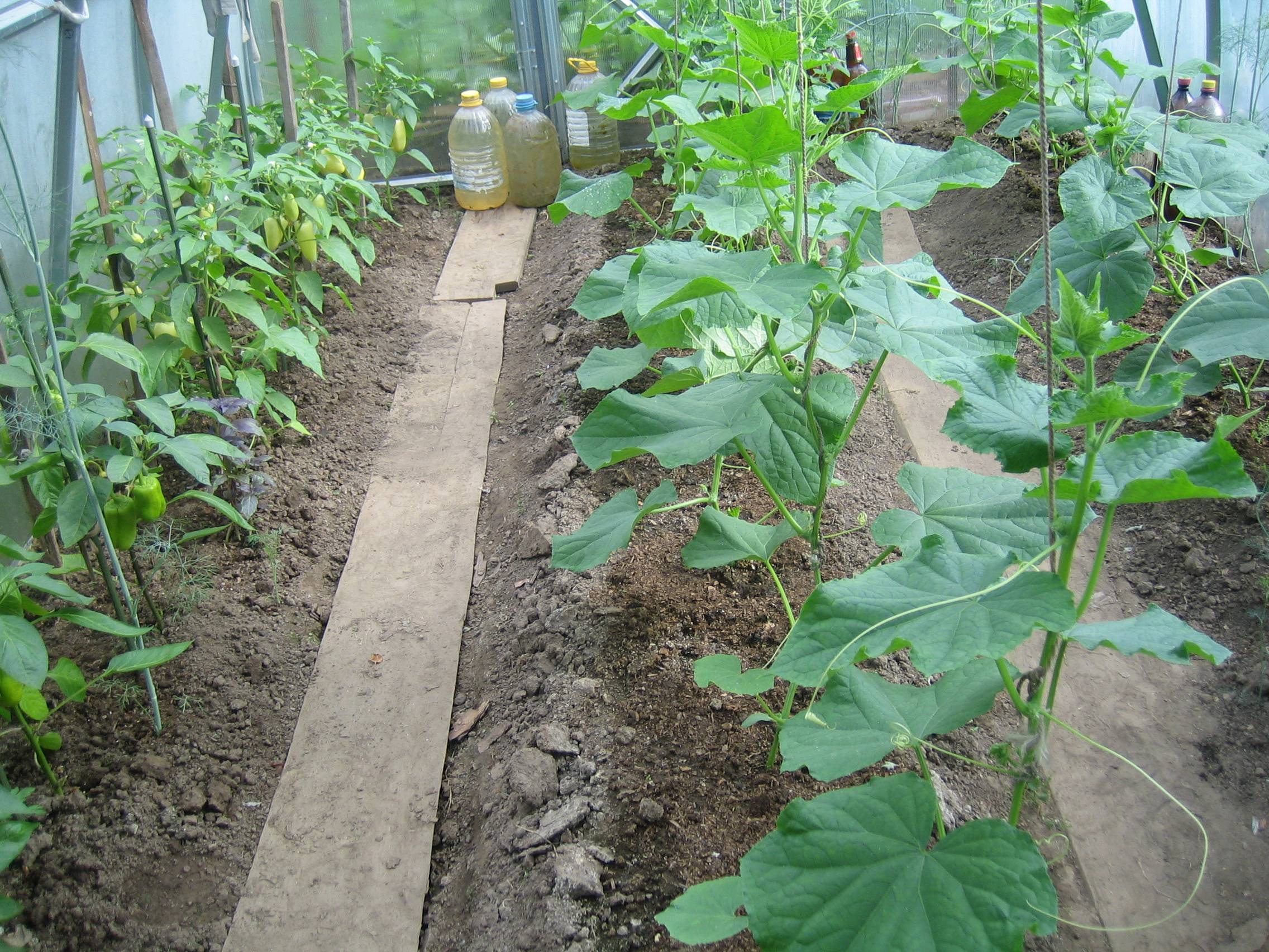 Баклажаны с огурцами и помидорами в одной теплице: плюсы и минусы