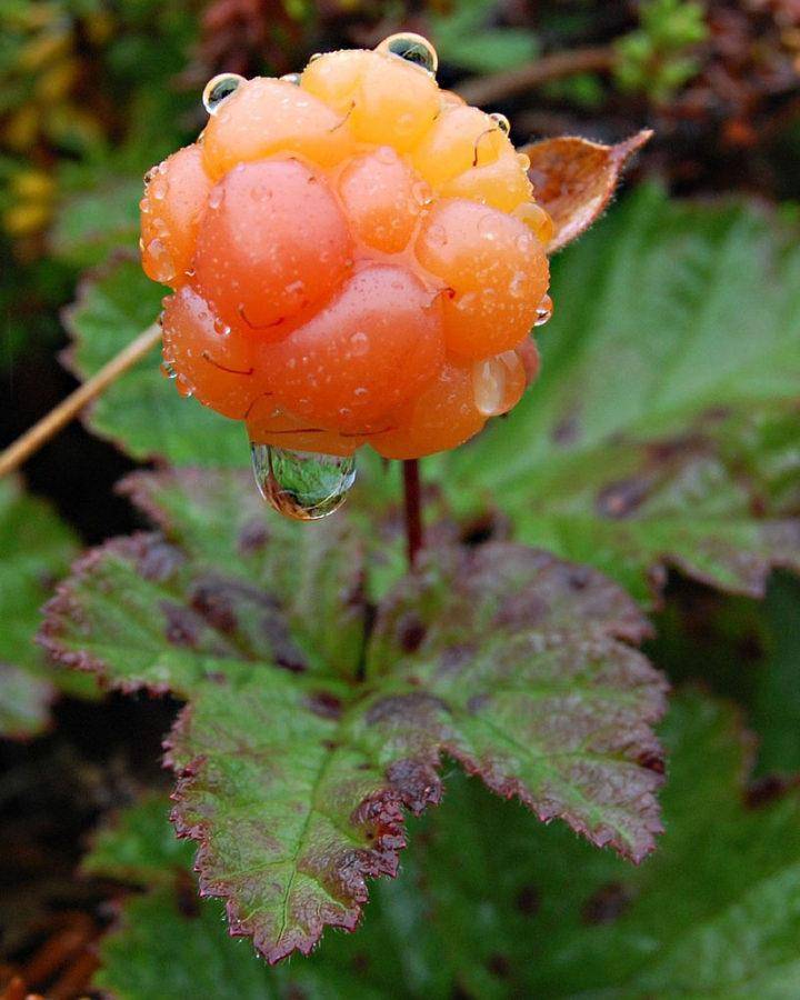 Выращивание и посадка ягоды морошки в саду, правила ухода для открытого грунта