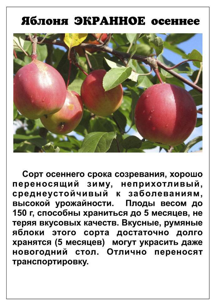 Веньяминовское сорт яблони
