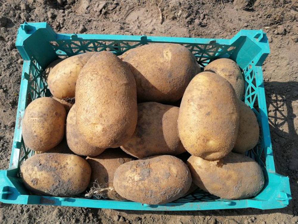 Картофель наташа: описание и характеристика сорта, правила выращивания, фото