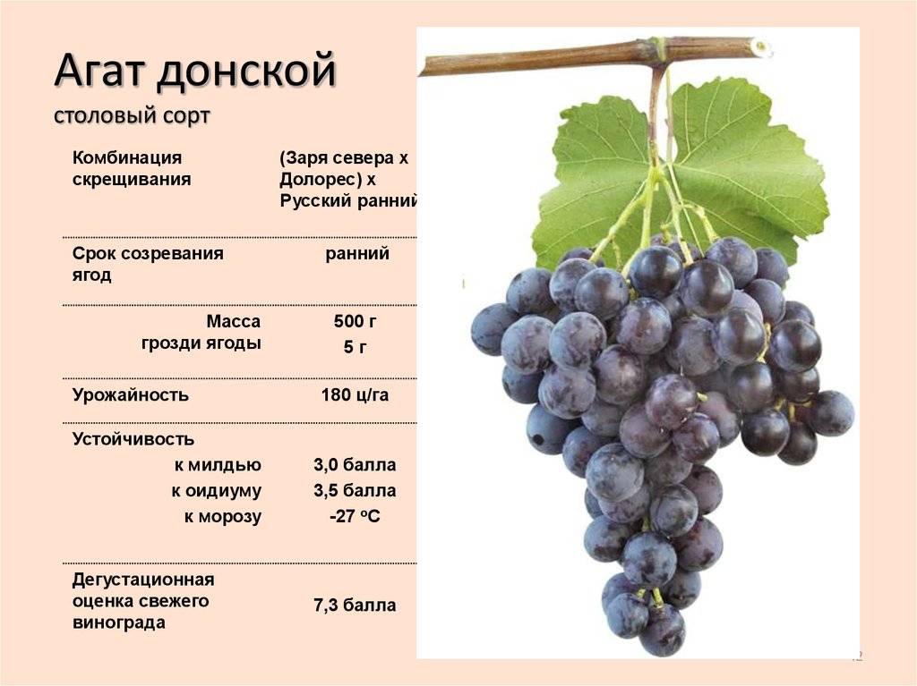 Виноград академик: описание и характеристики сорта, выращивание и размножение
