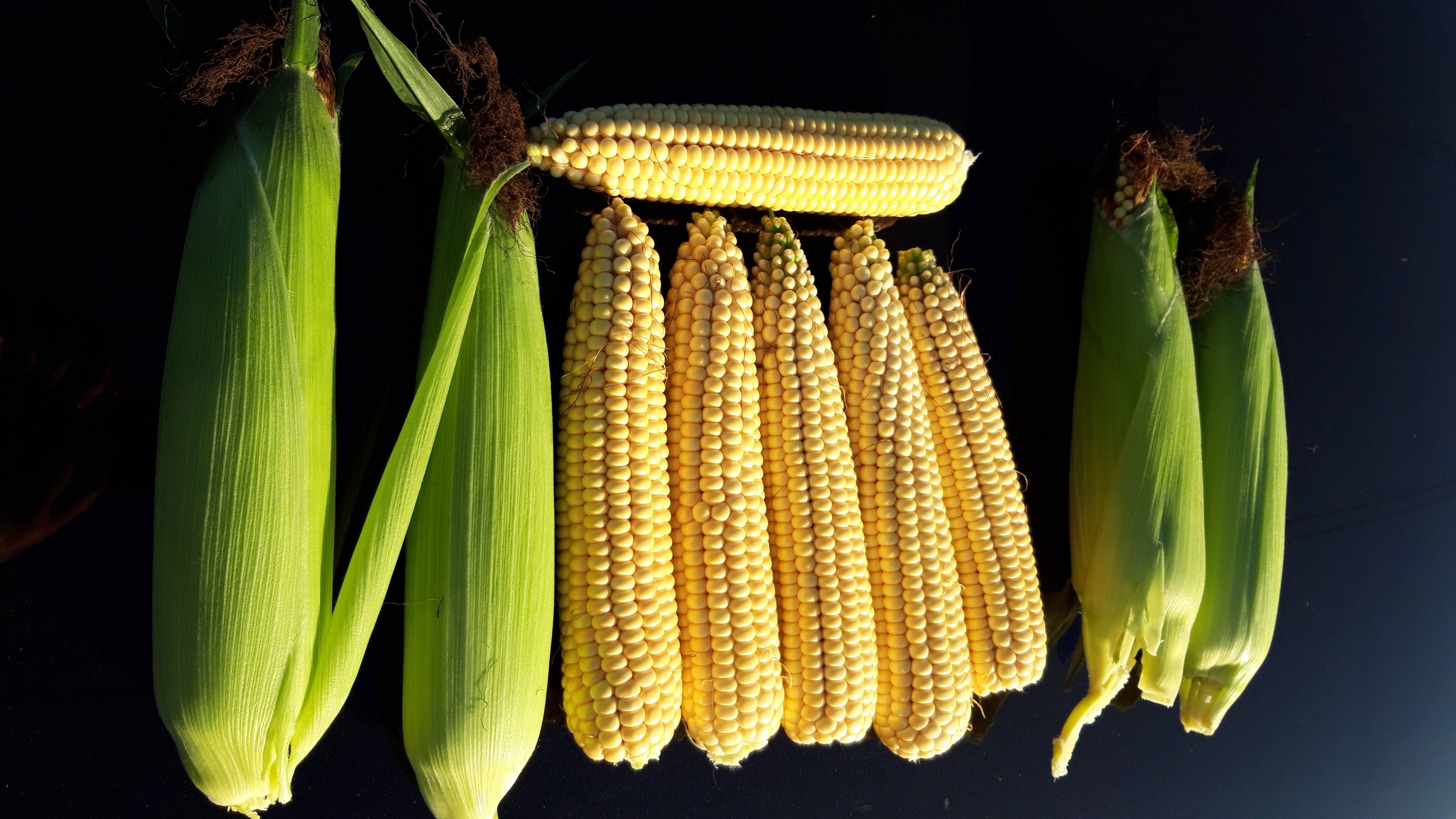 Описание и выбор семян кукурузы, как сохранить в домашних условиях