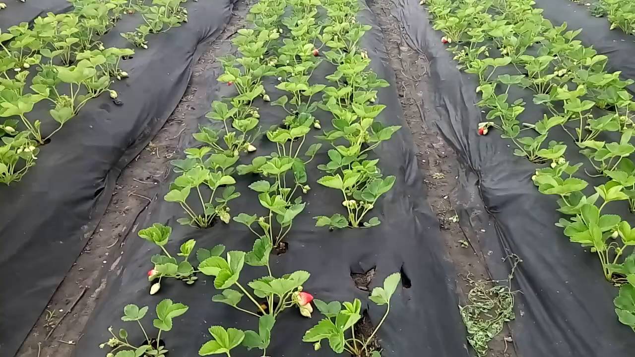 Посадка клубники на агроволокно — какую прибавку к урожайности она может дать?