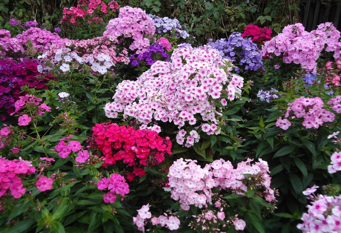 Фото и названия растений-многолетников для урала и сибири, цветущих все лето: подбираем цветы для клумб и миксбордеров