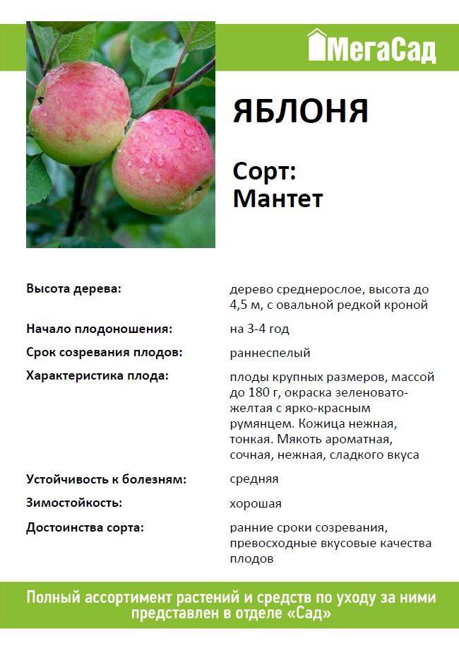 Характеристика и описание яблони “легенда”