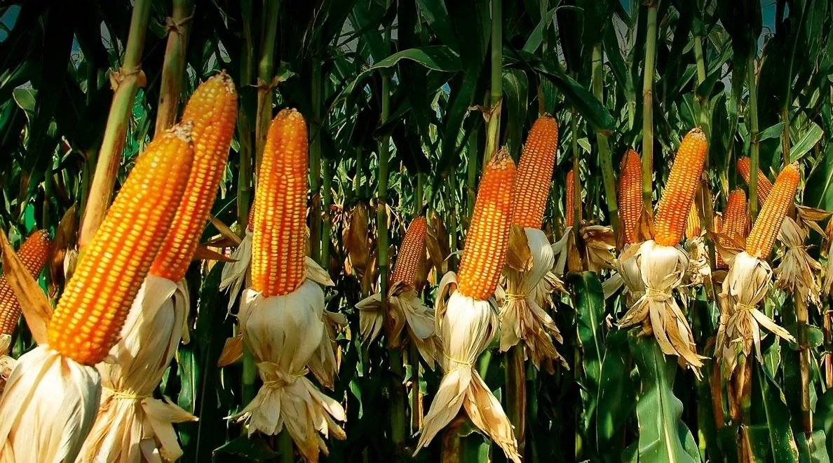 Топ 50 лучших сортов кукурузы с описанием и характеристиками - все о фермерстве, растениях и урожае