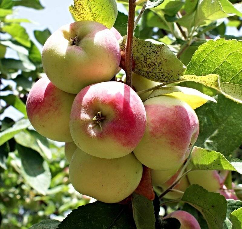 Сорт яблони неженка фото и описание