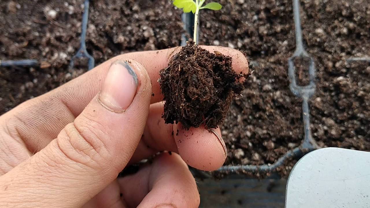 Выращивание малины из семян