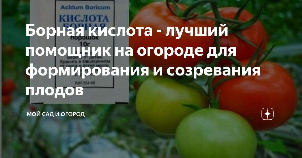 Для чего нужна борная кислота в огороде. Борная кислота в огороде. Борная кислота для растений. Борная кислота для растений применение. Борная кислота регулятор роста растений.