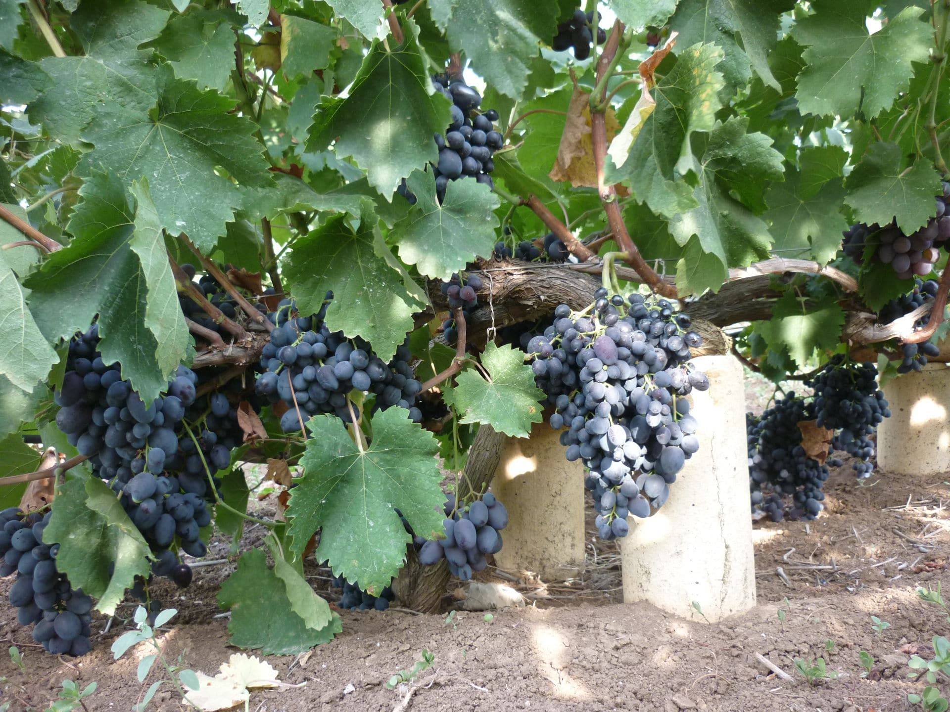 Виноград для настоящего пиршества  – гибрид фуршетный