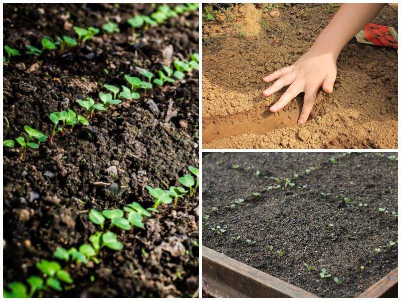 Как посадить и вырастить базилик из семян на огороде и без земли: советы и инструкции