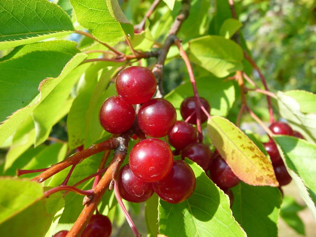 Гибрид вишни и черемухи: падоцерус, церападус, сорта, описание, посадка и уход, выращивание