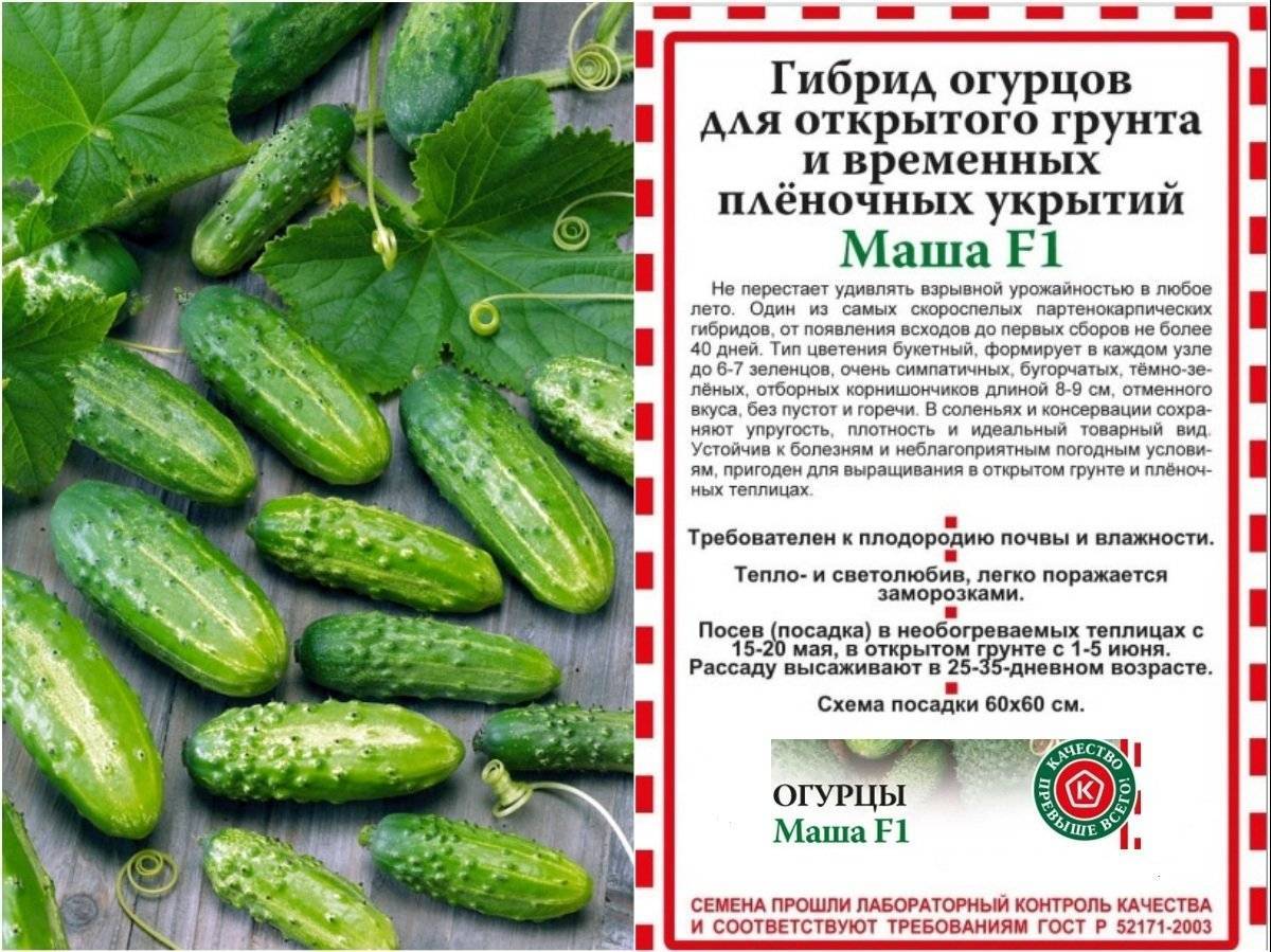 Гибрид огурцов корнишонов «патти f1»: фото, видео, описание, посадка, характеристика, урожайность, отзывы