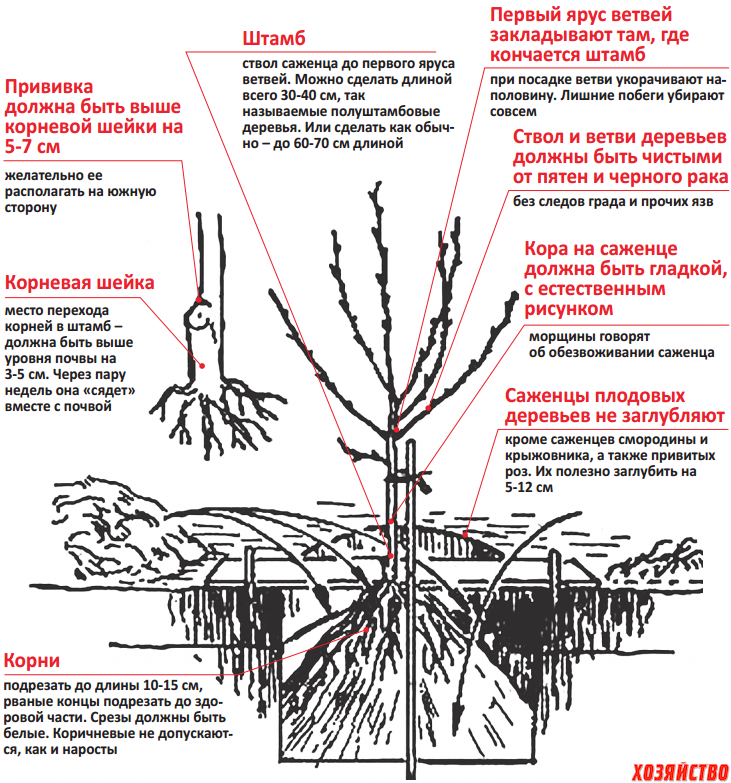 Почему не распускается груша: 10 проблем молодых и взрослых деревьев