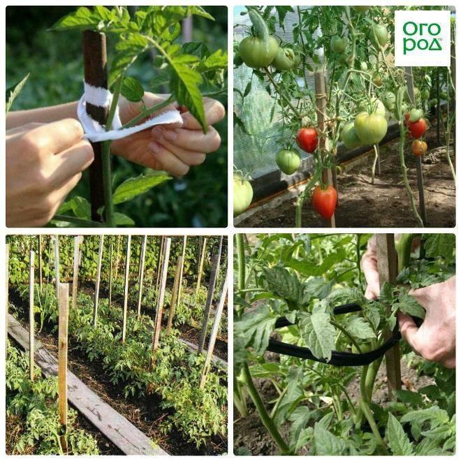 Как подвязать помидоры в теплице и открытом грунте правильно: пошаговое фото, видео