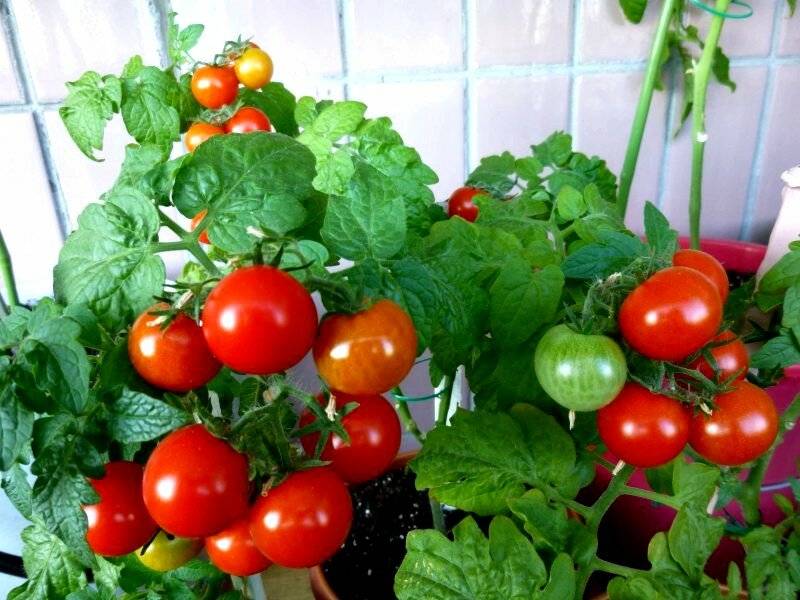 Помидоры на подоконнике: как вырастить томаты зимой и летом, уход