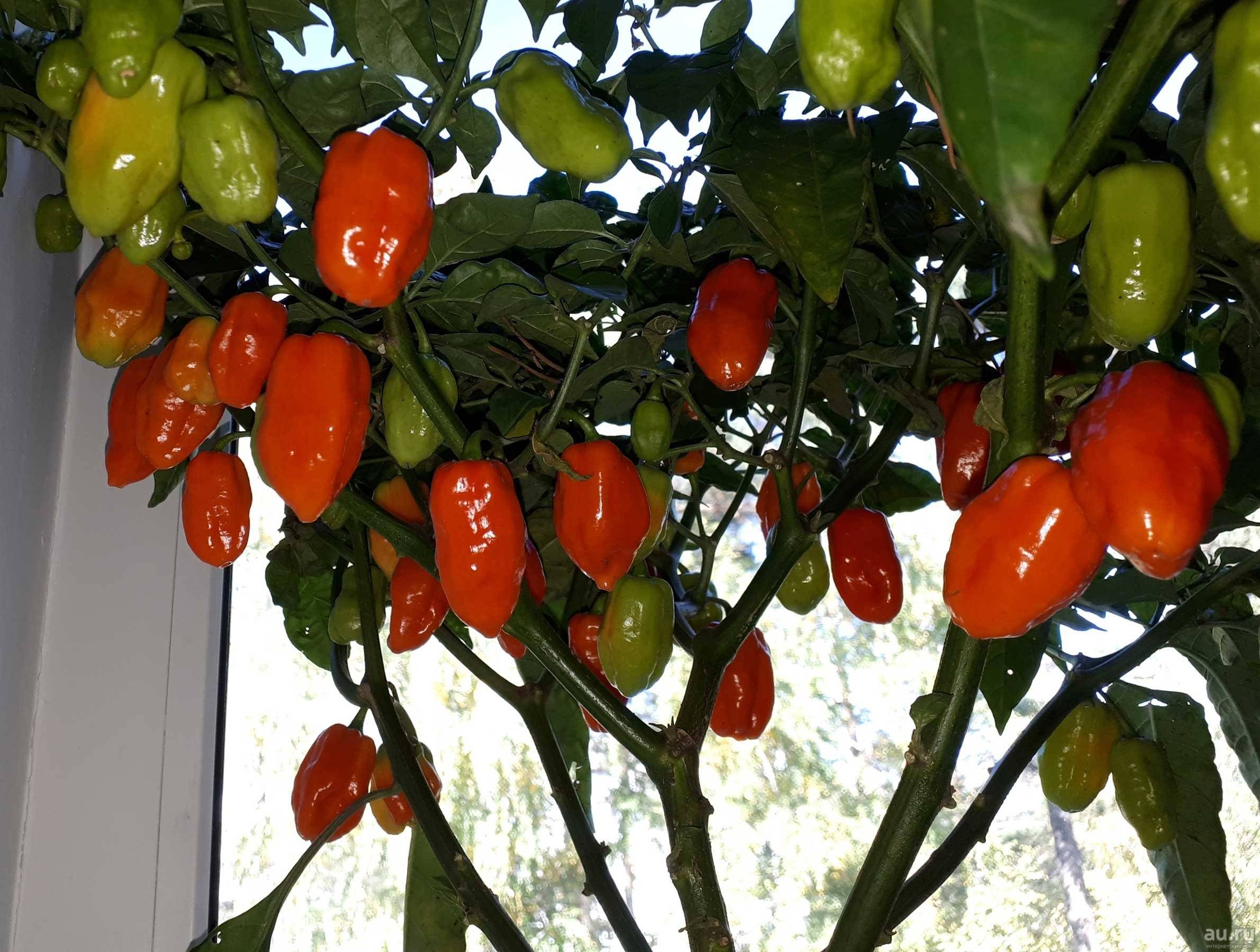 Перец хабанеро: как вырастить жгучий перец дома