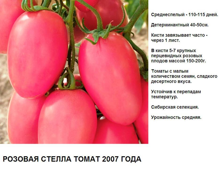 Томат розовая стелла: отзывы об урожайности помидоров, характеристика и описание сорта, видео и фото семян