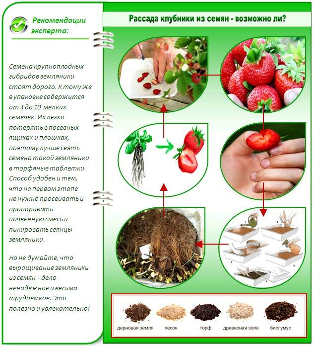 Клубника эвис делайт: описание и агротехника выращивания сорта