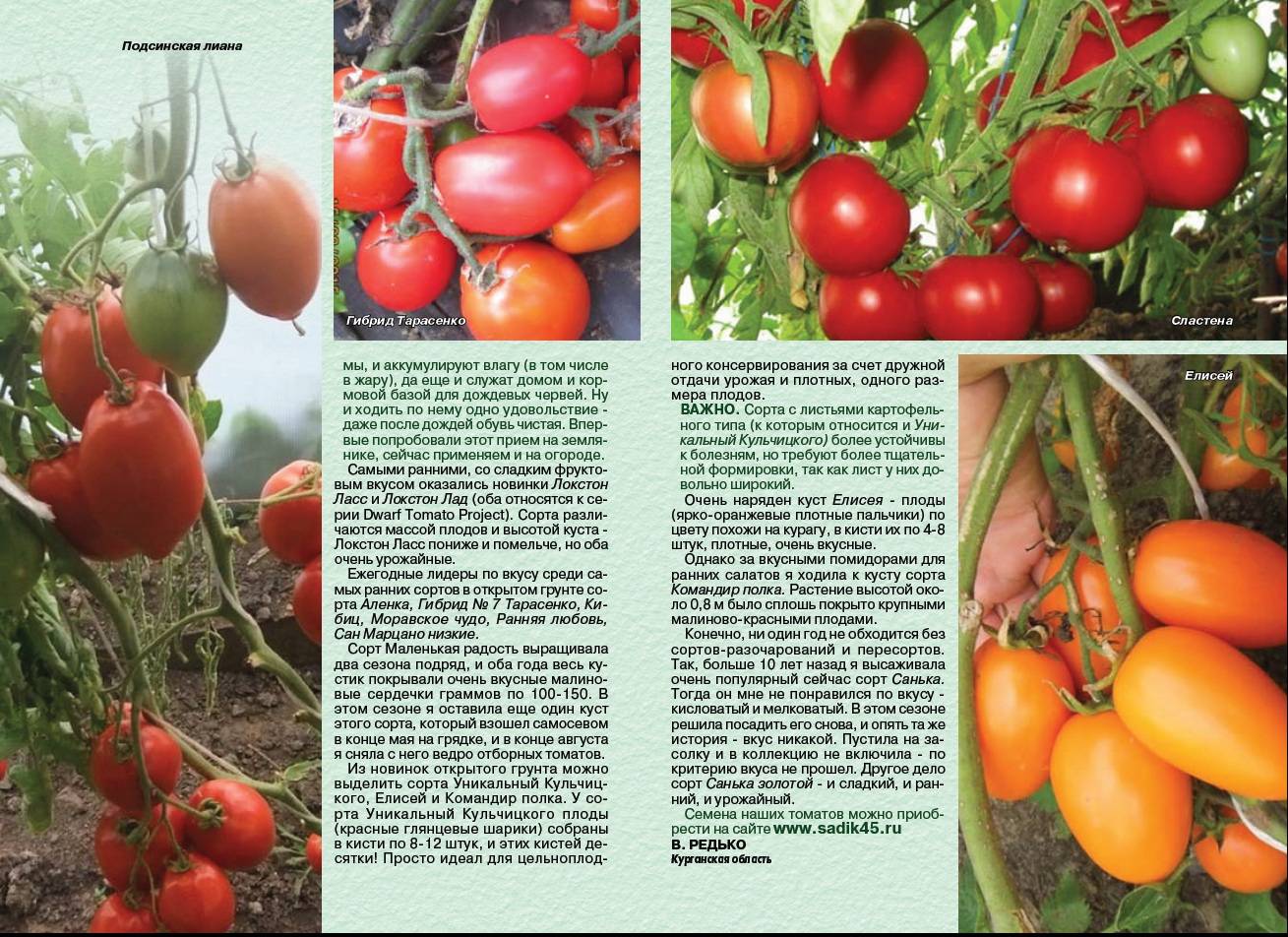 Сорт томата японка: описание оригинального сорта, отзывы и фото созревшего урожая