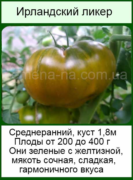 Cорта зеленых томатов - 10 самых вкусных и популярных по отзывам огородников 2021 года | сорта раннеспелых зеленых помидоров, среднеспелые