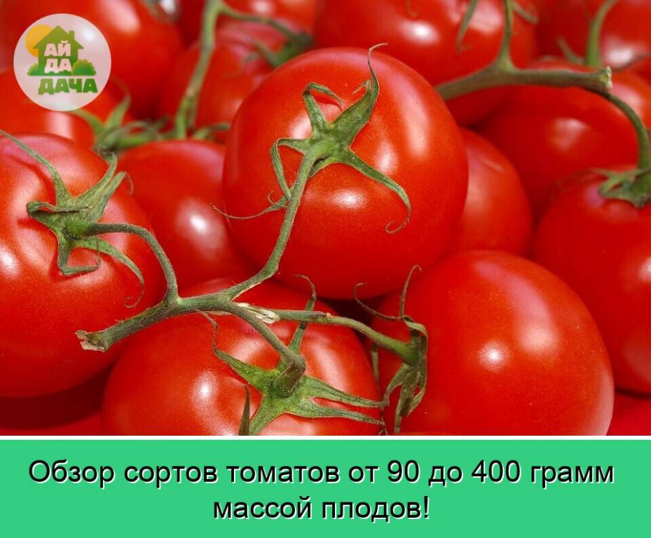 Минусинские томаты: что это такое и с чем это едят