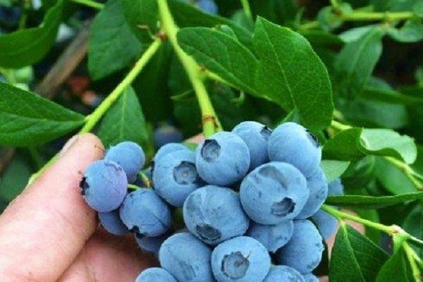 Голубика — сорта и особенности выращивания в регионах