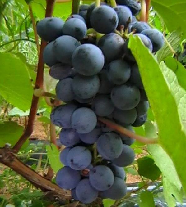 Виноград зилга: характеристика, посадка и уход, фото, отзывы