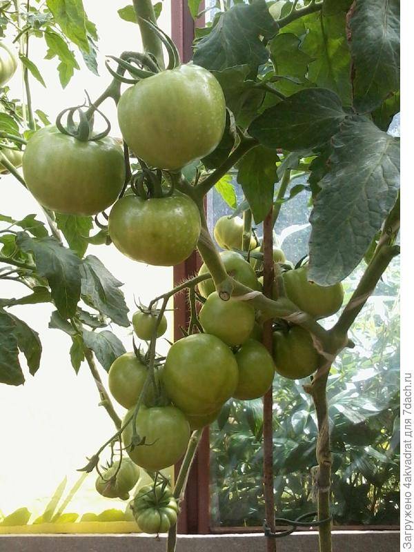 Фото, отзывы, описание, характеристика, урожайность сорта помидора «толстушка».