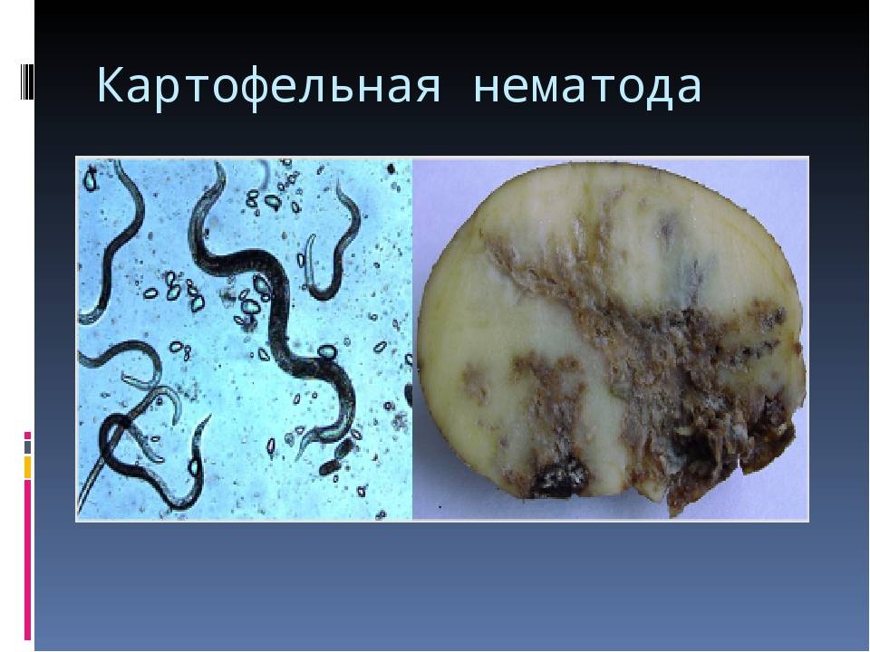 Нематода картофельная | справочник пестициды.ru