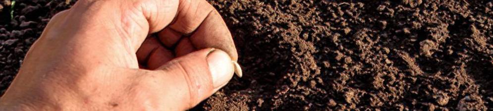 Посадка огурцов в открытый грунт семенами: как и когда сажать