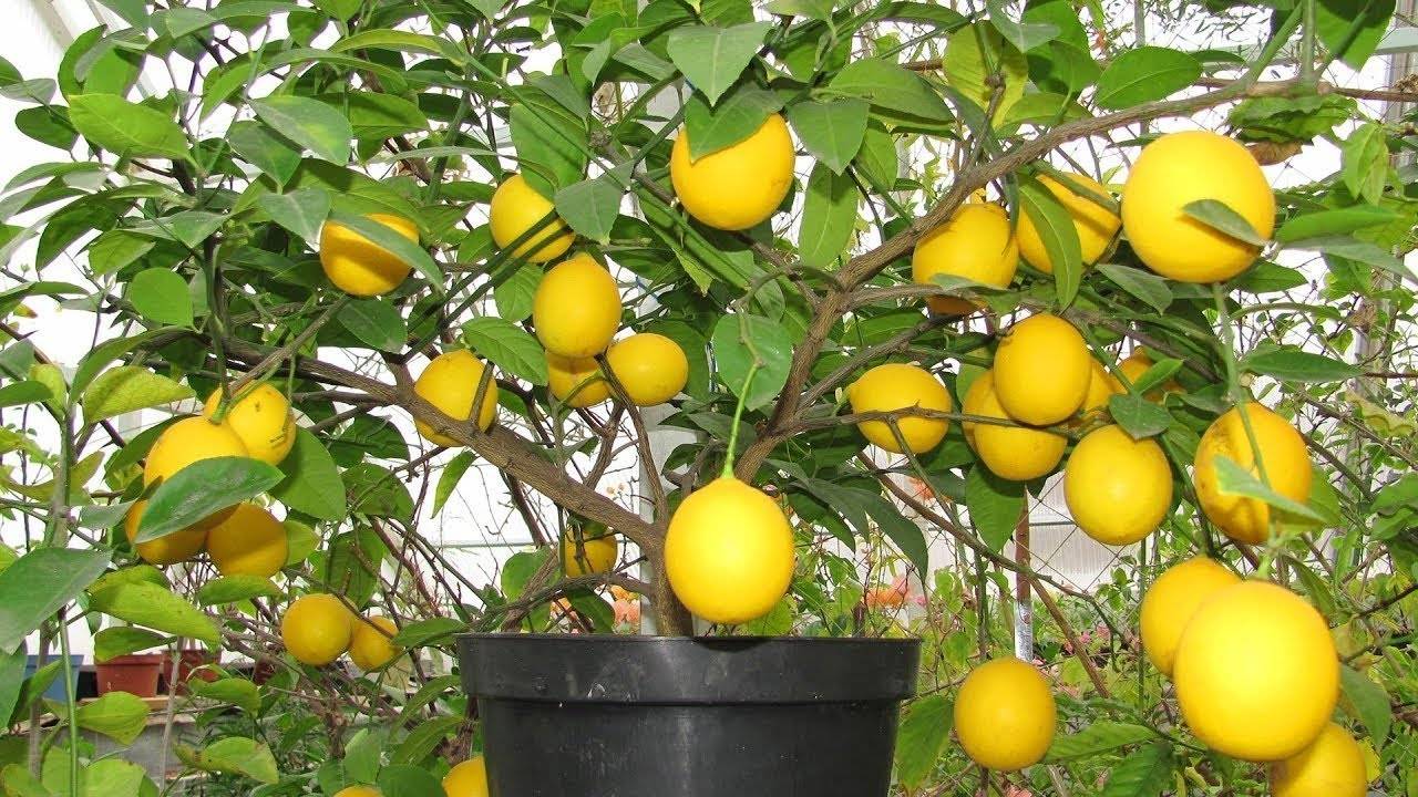 Лимон мейера: описание сорта, фото, выращивание из косточки, размножение черенками, болезни