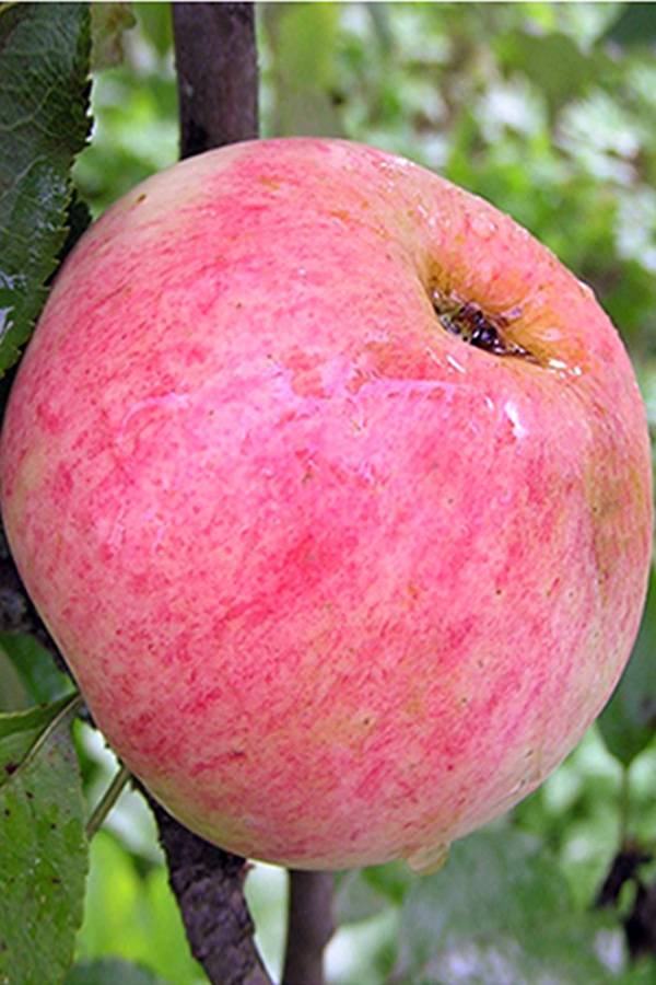 Яблоня малиновка: описание и характеристика, выбор саженца, посадка и уход, фото