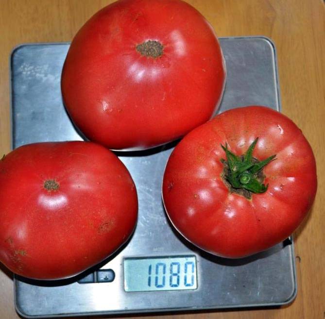 Бабушкин секрет — шикарный сорт помидоров сибирской селекции