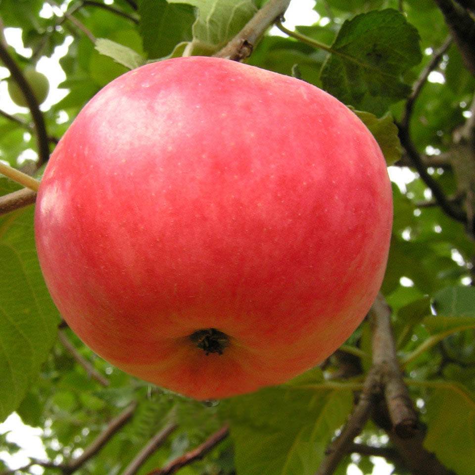 Сорт яблок малиновка описание