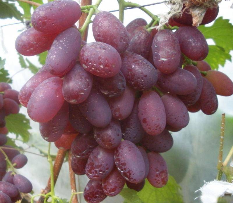 Виноград «виктория»: описание сорта, фото, отзывы