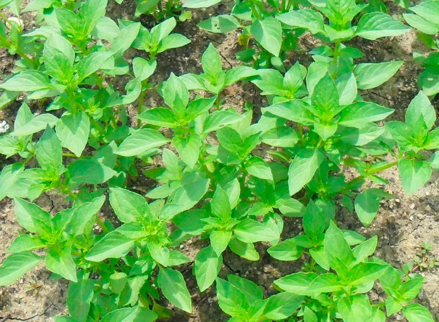 Базилик: выращивание из семян, как и когда сажать, посадка и уход в открытом грунте