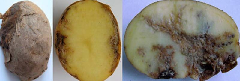 Болезни картофеля (ботвы и клубней): описание с фотографиями и способы лечения, профилактика, отзывы