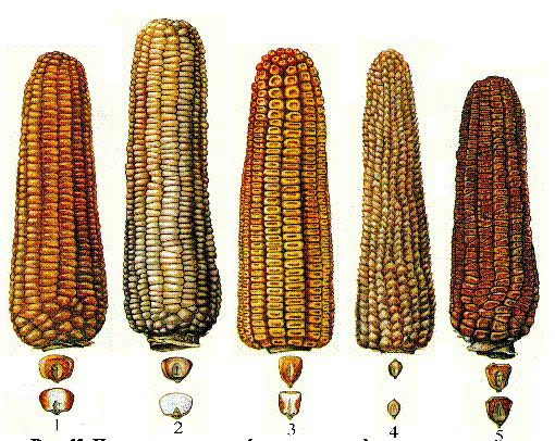 Семена кукурузы: размеры, гибриды - как проращивать?