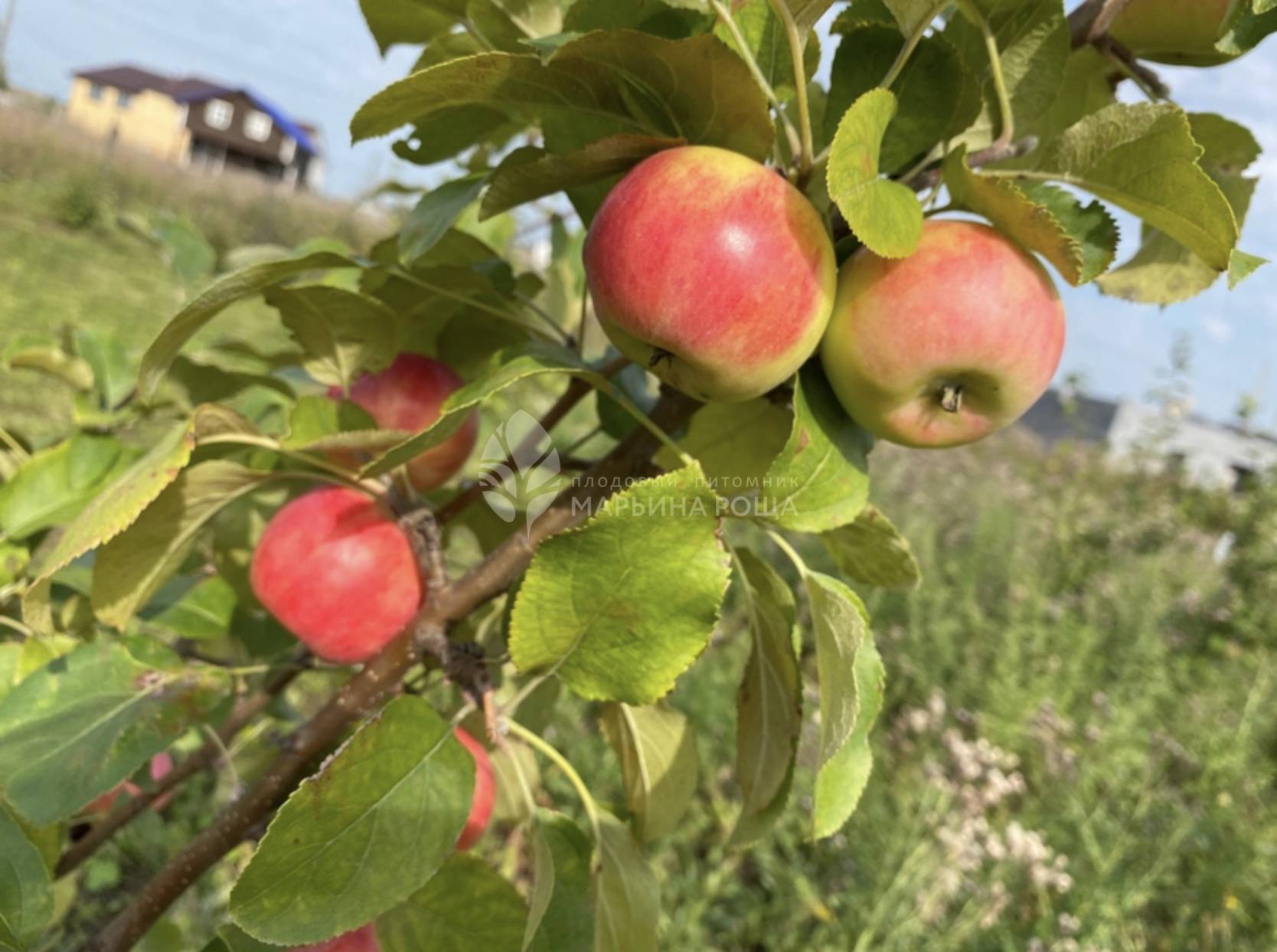 Яблоня боровинка: описание сорта, фото, опылители